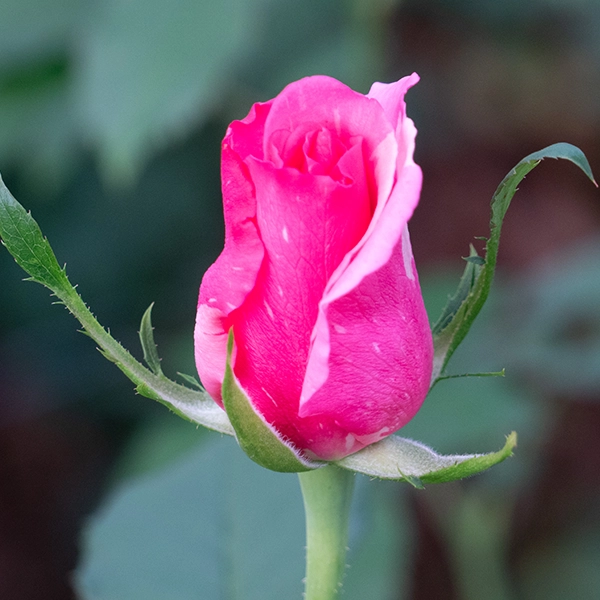 品種名オーロラ