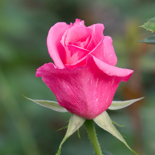 品種名オーロラ