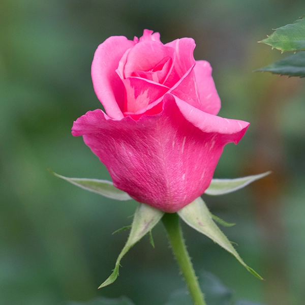 品種名オーロラ