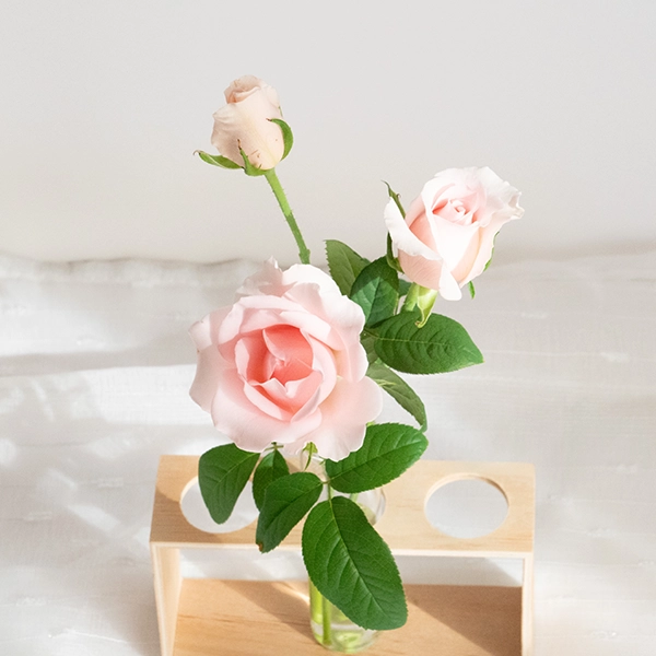 品種名プラスチー