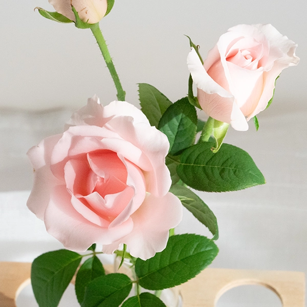 品種名プラスチー