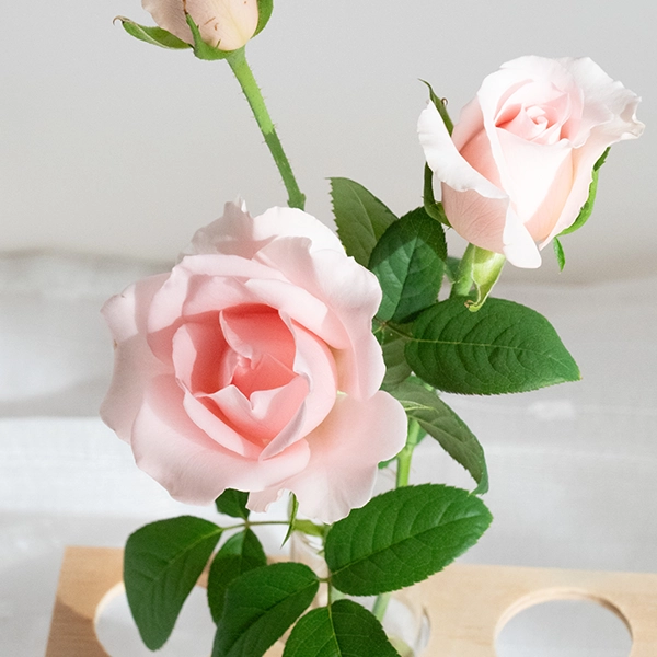 品種名プラスチー