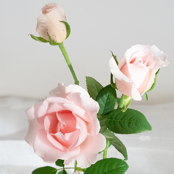 品種名プラスチー