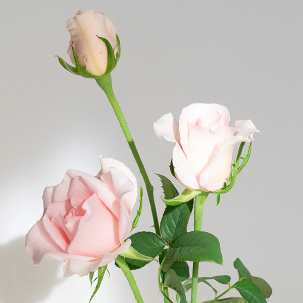 品種名プラスチー