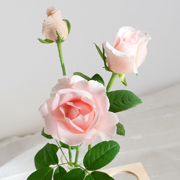 品種名プラスチー