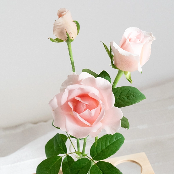 品種名プラスチー