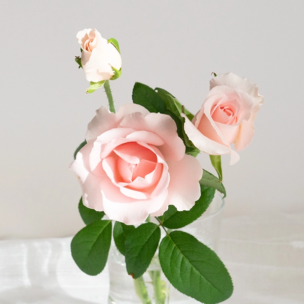 品種名プラスチー