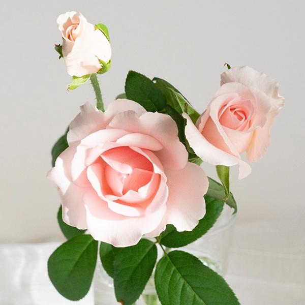 品種名プラスチー