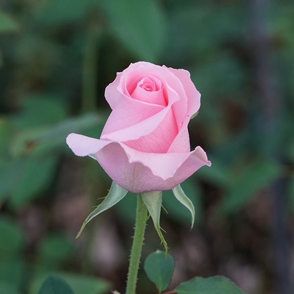 品種名プラスチー