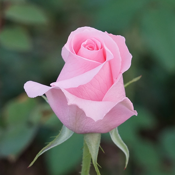 品種名プラスチー