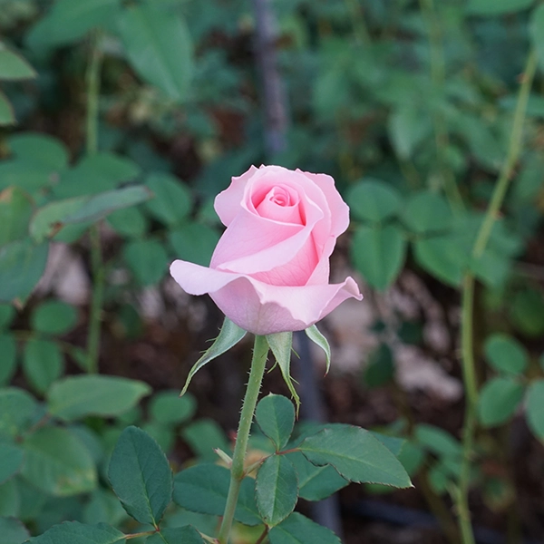 品種名プラスチー