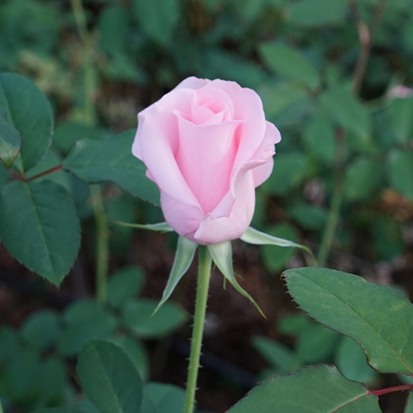 品種名プラスチー