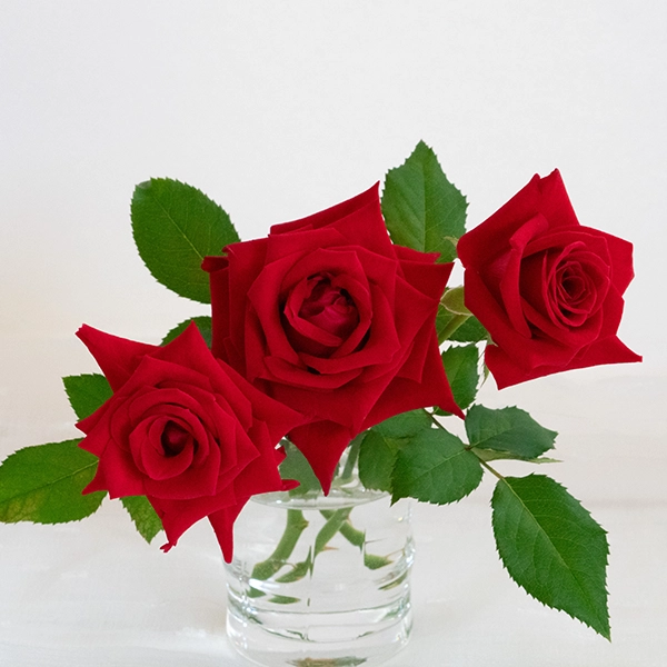 品種名プレンティス