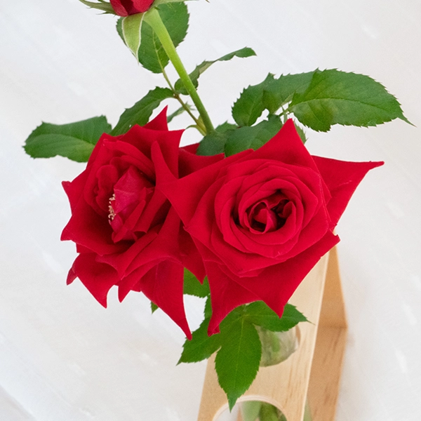 品種名プレンティス