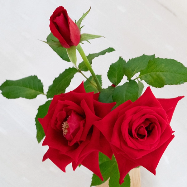 品種名プレンティス