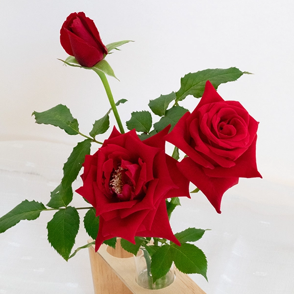 品種名プレンティス