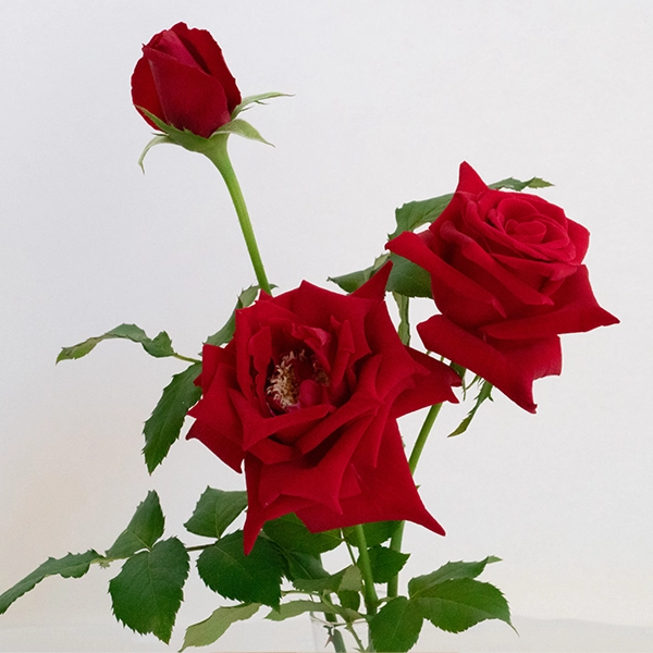 品種名プレンティス