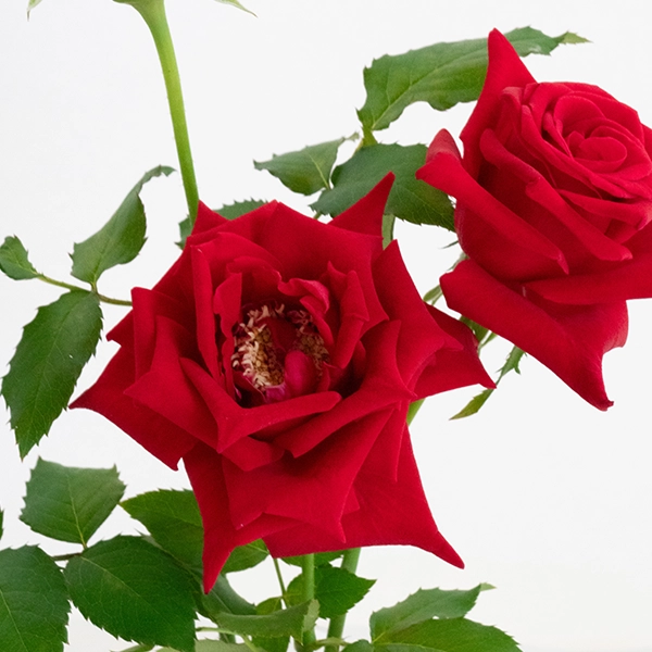 品種名プレンティス