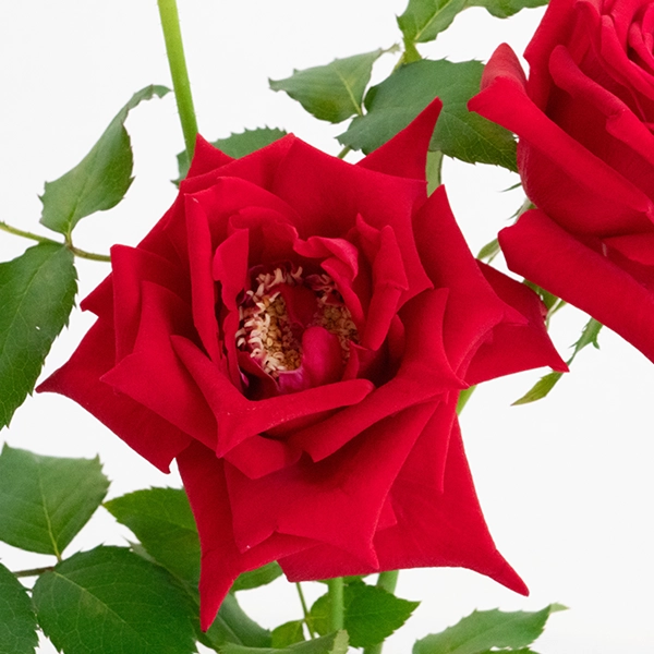 品種名プレンティス