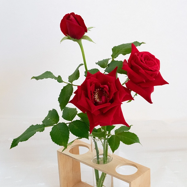 品種名プレンティス