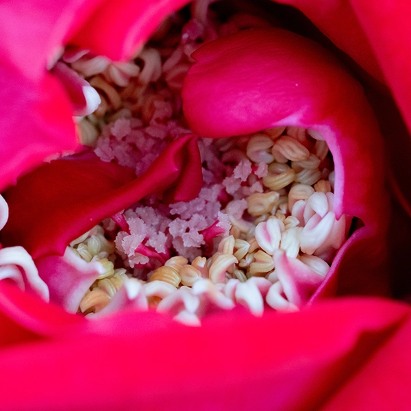 品種名プレンティス