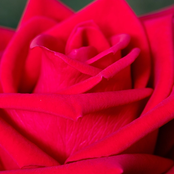 品種名プレンティス