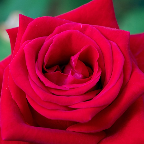 品種名プレンティス