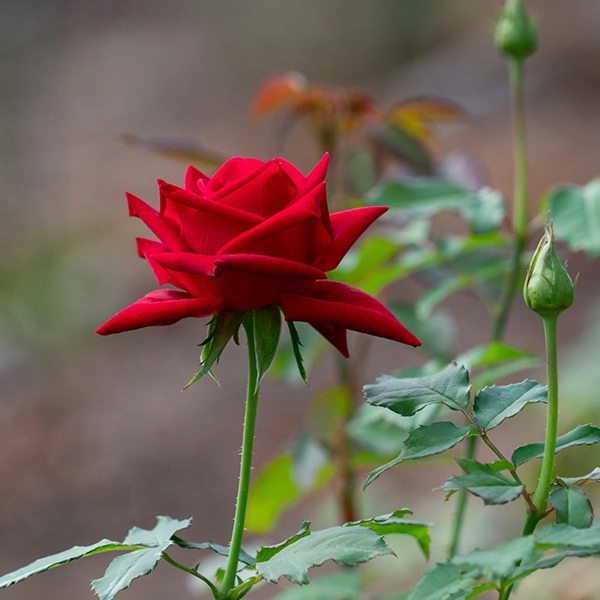 品種名プレンティス