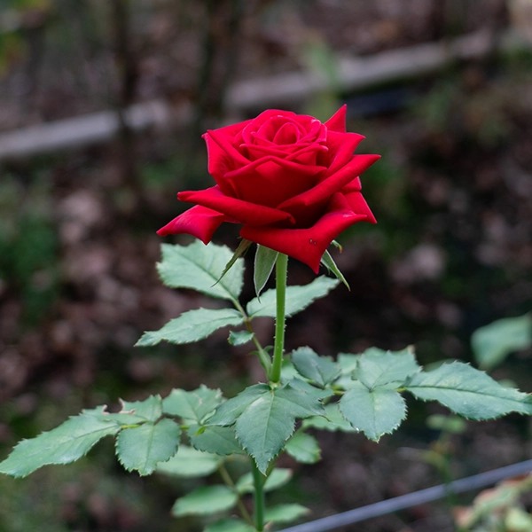 品種名プレンティス