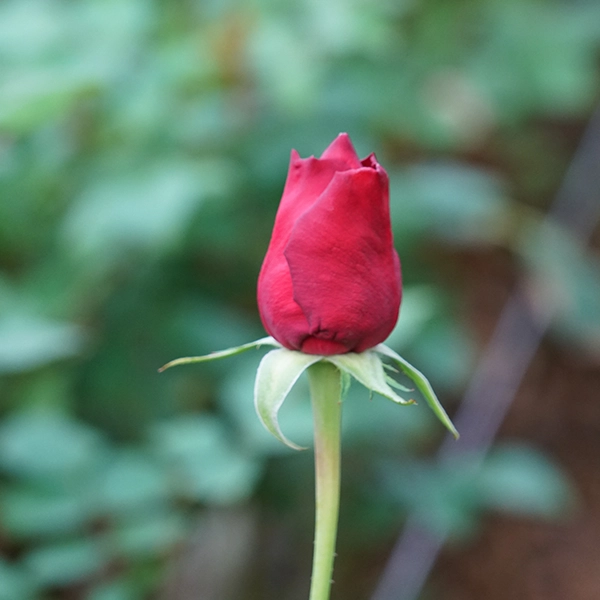 品種名プレンティス