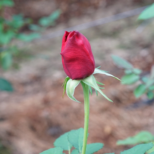 品種名プレンティス