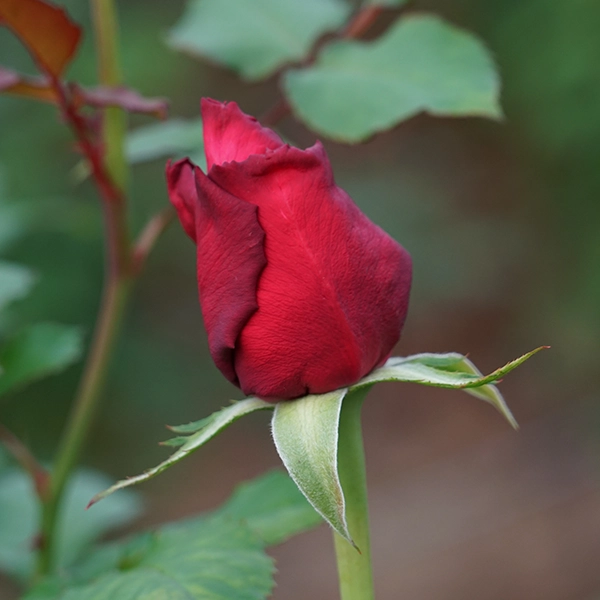 品種名プレンティス