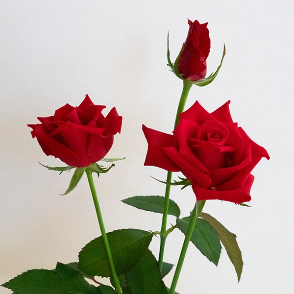 品種名ローテローゼ