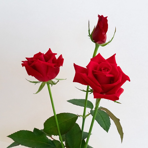 品種名ローテローゼ