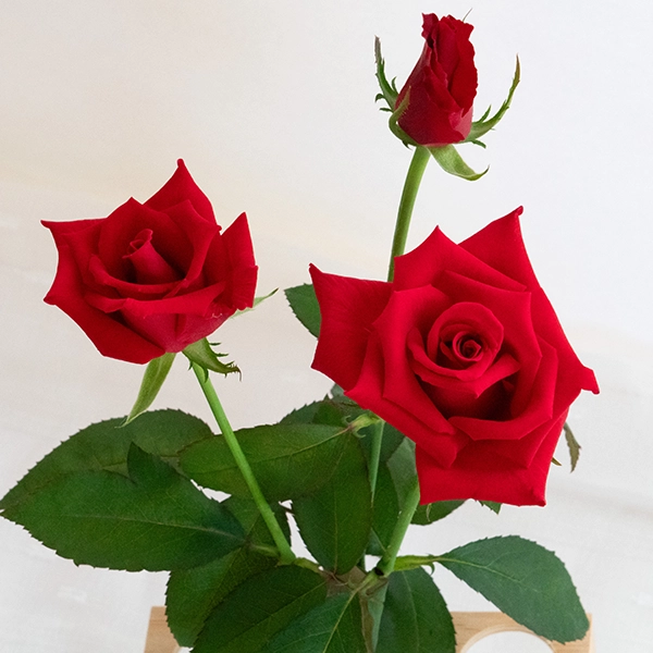 品種名ローテローゼ