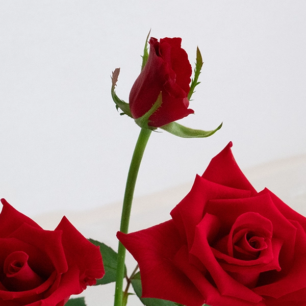 品種名ローテローゼ