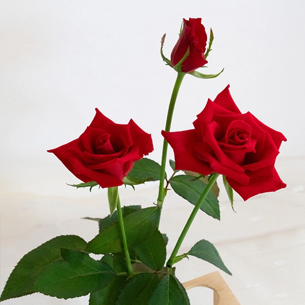 品種名ローテローゼ