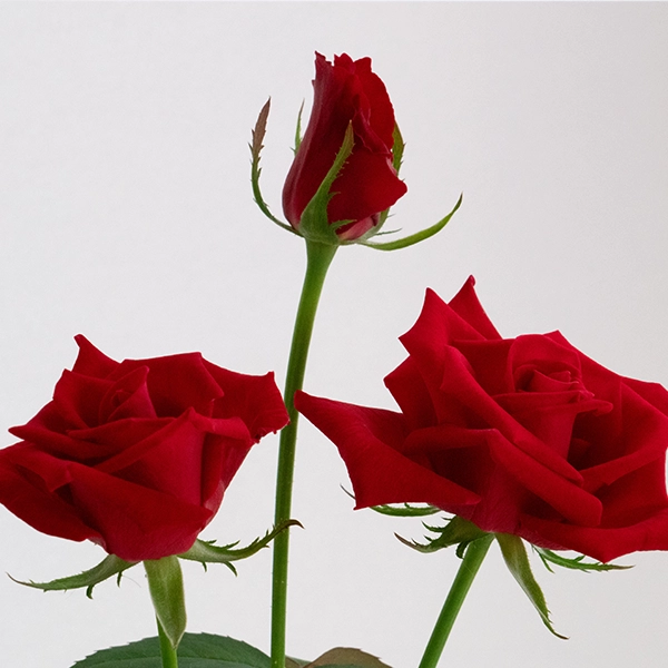 品種名ローテローゼ