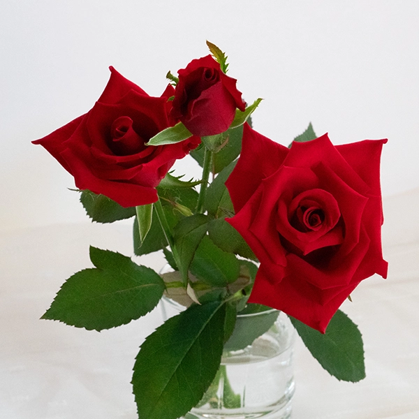 品種名ローテローゼ