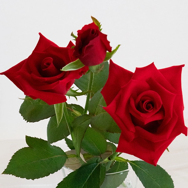 品種名ローテローゼ