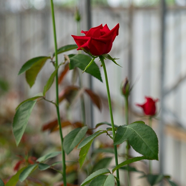 品種名ローテローゼ