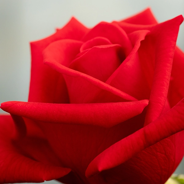 品種名ローテローゼ