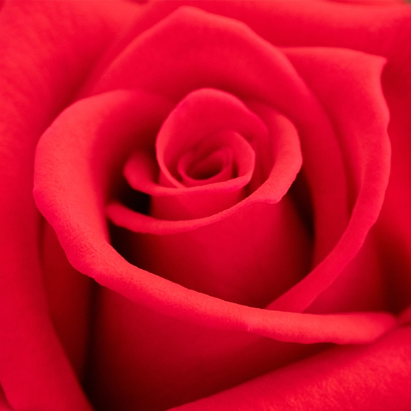 品種名ローテローゼ