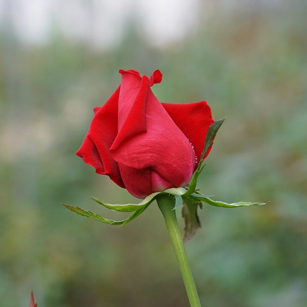 品種名ローテローゼ