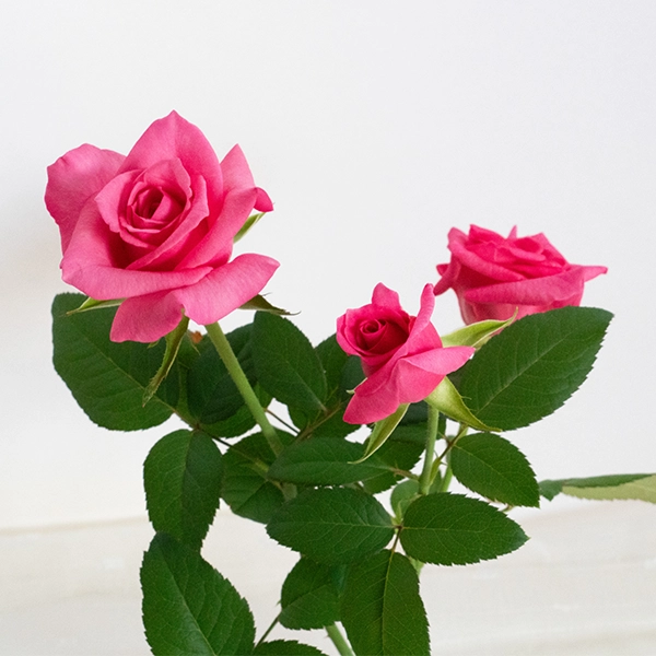 品種名ロシアンピーチ