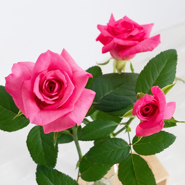 品種名ロシアンピーチ