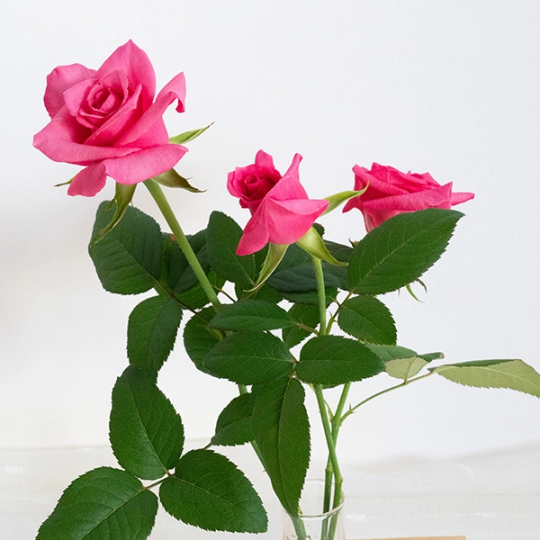 品種名ロシアンピーチ