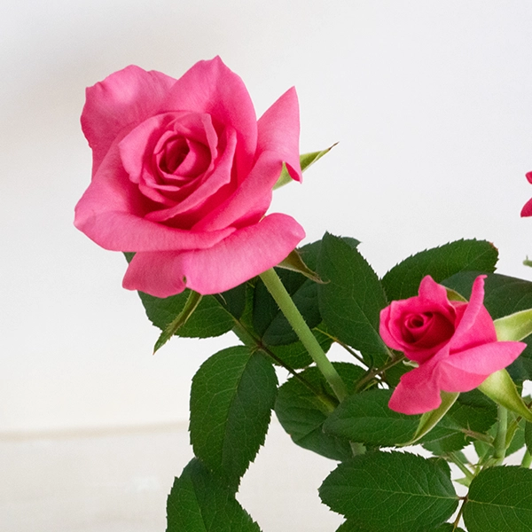 品種名ロシアンピーチ