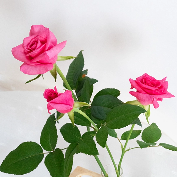 品種名ロシアンピーチ