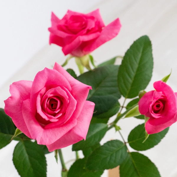 品種名ロシアンピーチ